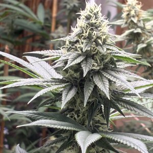 bbs-grow-diaries/blimburnseeds-com/user-44192/3d9af324144a1eb6