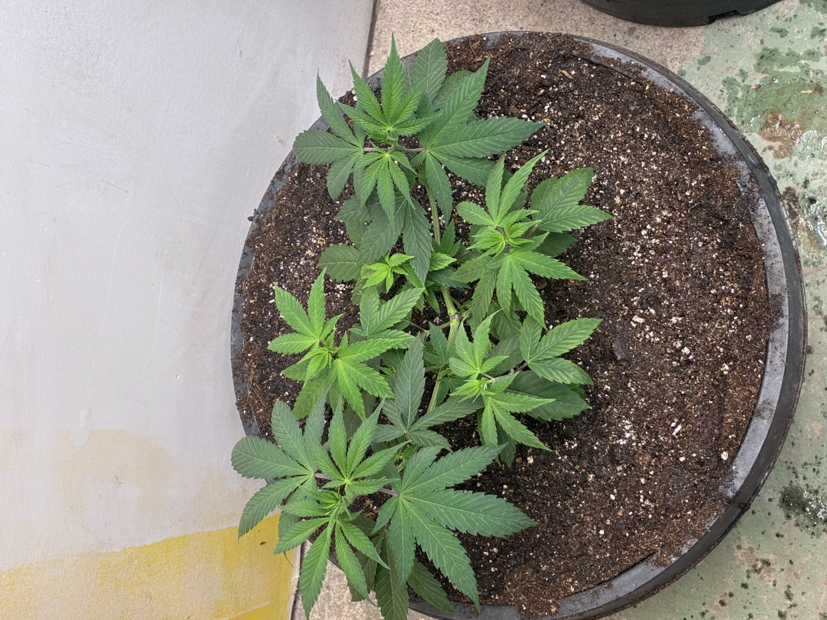 bbs-grow-diaries/blimburnseeds-com/user-44192/563630b06df3c321