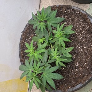 bbs-grow-diaries/blimburnseeds-com/user-44192/563630b06df3c321