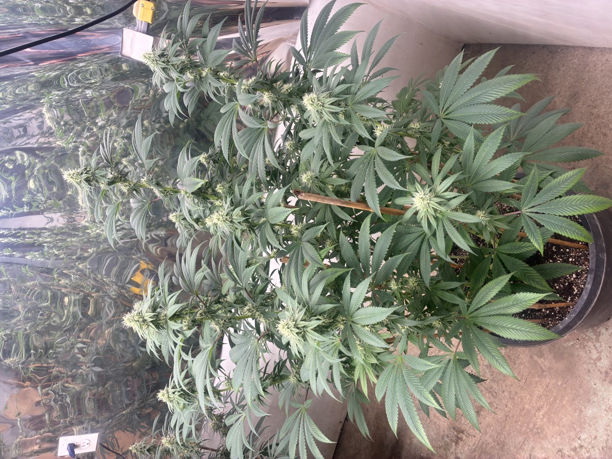 bbs-grow-diaries/blimburnseeds-com/user-44192/6a5eeb01f50de0b3