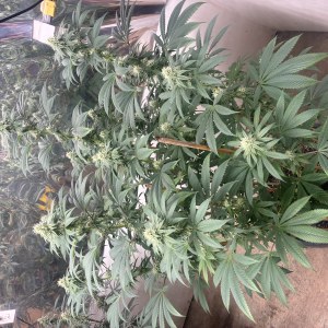 bbs-grow-diaries/blimburnseeds-com/user-44192/6a5eeb01f50de0b3
