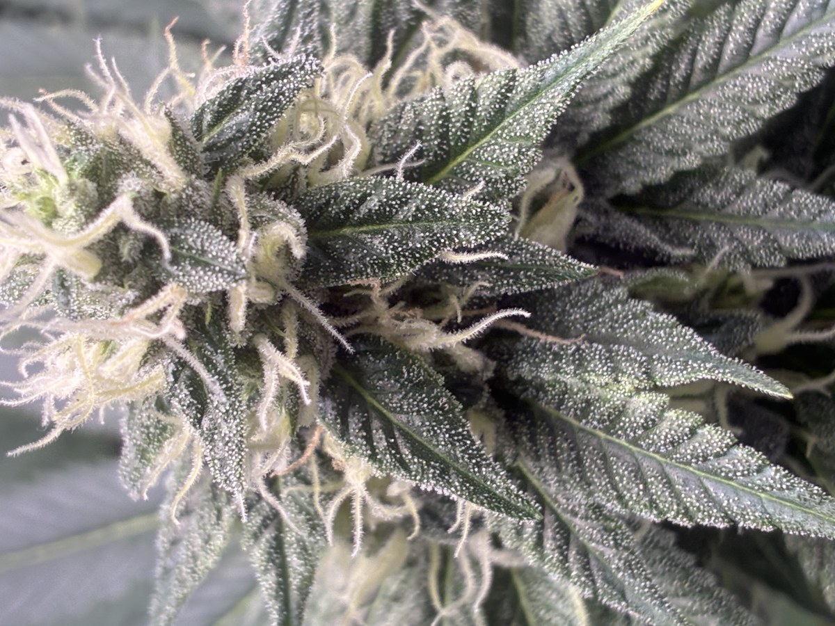 bbs-grow-diaries/blimburnseeds-com/user-44192/6be5a7a30d05924b