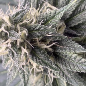 bbs-grow-diaries/blimburnseeds-com/user-44192/6be5a7a30d05924b