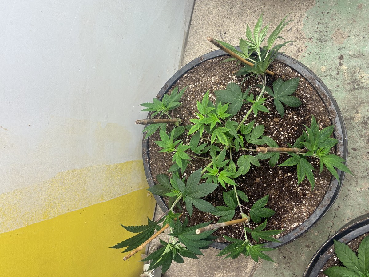 bbs-grow-diaries/blimburnseeds-com/user-44192/8a3181b35dfdd9e9