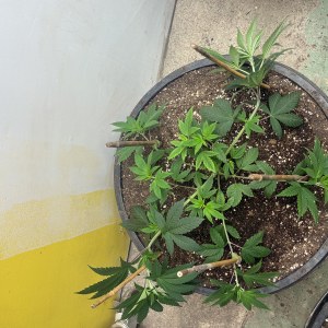 bbs-grow-diaries/blimburnseeds-com/user-44192/8a3181b35dfdd9e9