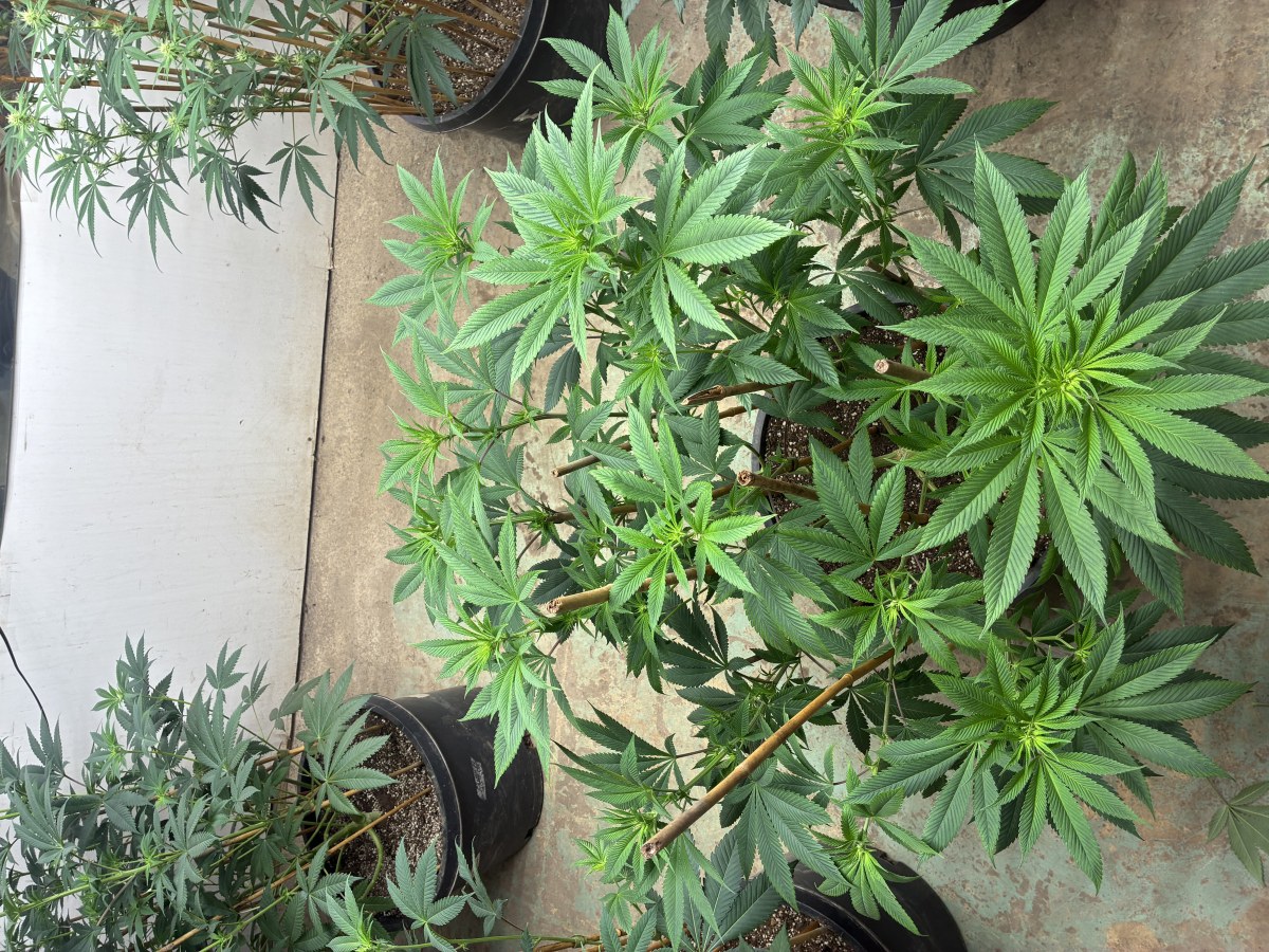 bbs-grow-diaries/blimburnseeds-com/user-44192/98ae40a042b9767e