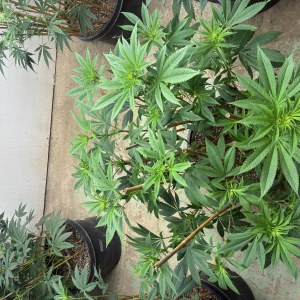 bbs-grow-diaries/blimburnseeds-com/user-44192/98ae40a042b9767e