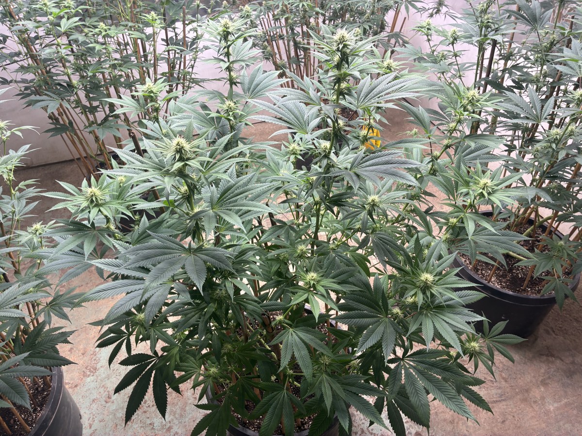 bbs-grow-diaries/blimburnseeds-com/user-44192/99b690deeb753675