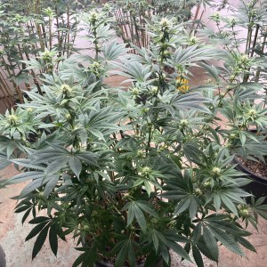 bbs-grow-diaries/blimburnseeds-com/user-44192/99b690deeb753675