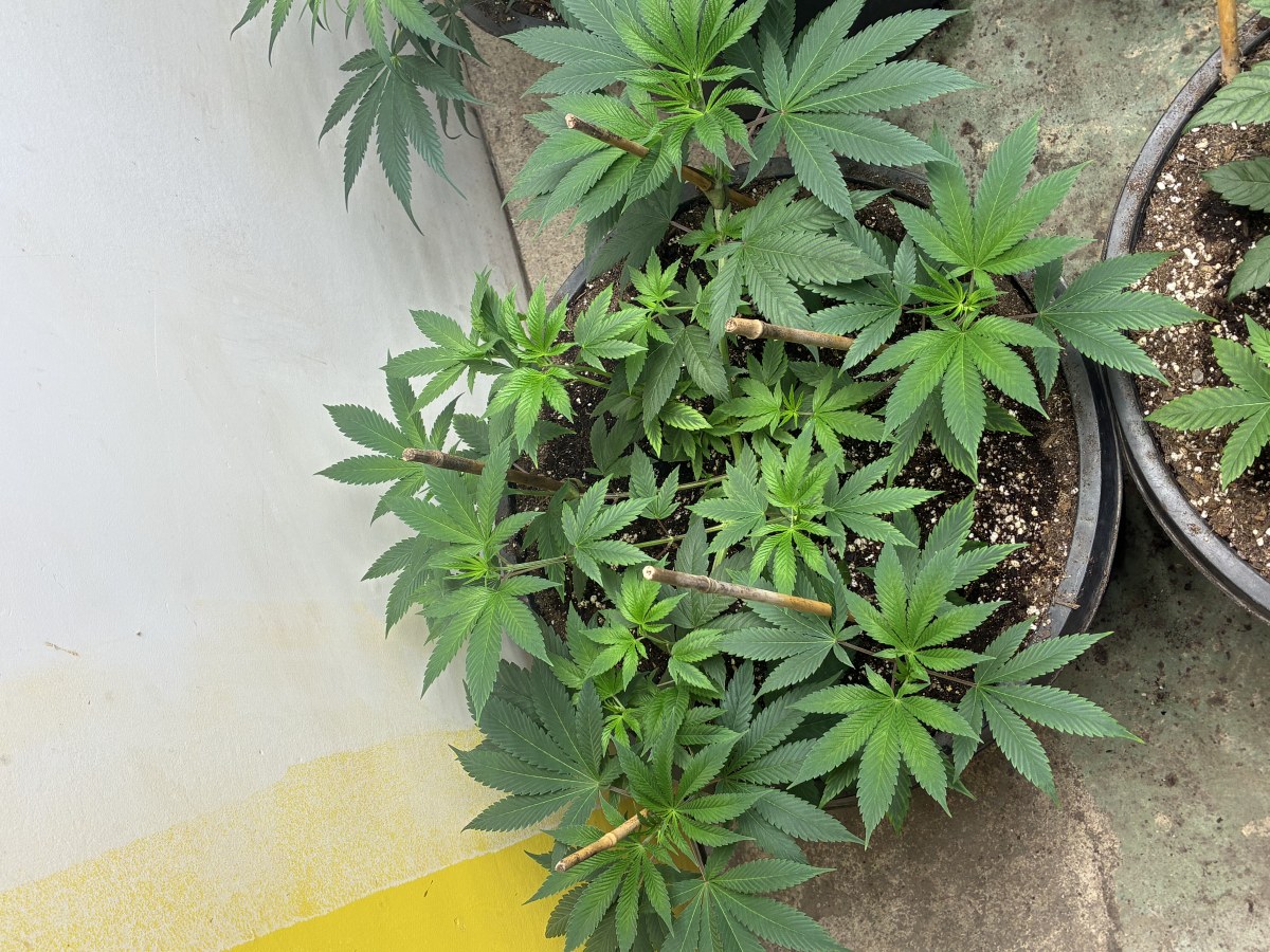 bbs-grow-diaries/blimburnseeds-com/user-44192/b260cc400e069b89