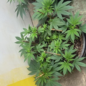 bbs-grow-diaries/blimburnseeds-com/user-44192/b260cc400e069b89