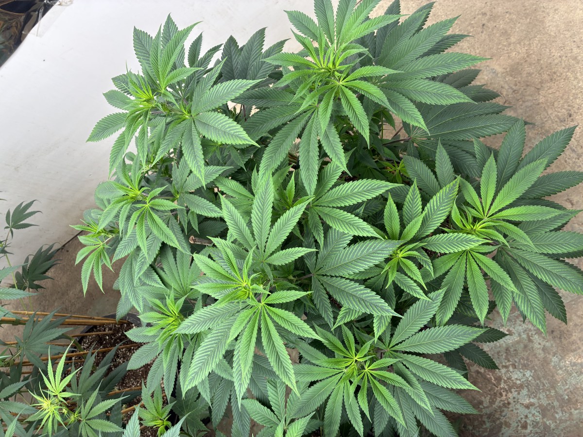 bbs-grow-diaries/blimburnseeds-com/user-44192/c1062732231a8d3d