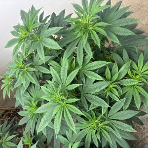 bbs-grow-diaries/blimburnseeds-com/user-44192/c1062732231a8d3d