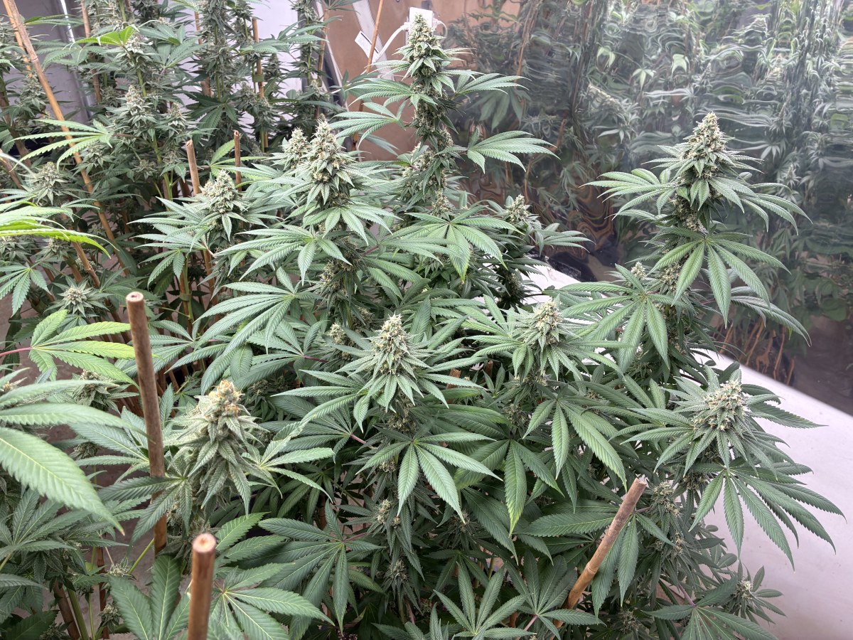 bbs-grow-diaries/blimburnseeds-com/user-44192/c7ad0f3c48d9bb8c