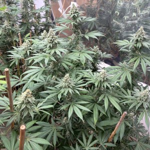 bbs-grow-diaries/blimburnseeds-com/user-44192/c7ad0f3c48d9bb8c