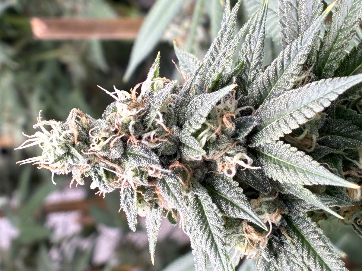 bbs-grow-diaries/blimburnseeds-com/user-44192/d3591e03ccfa8a22
