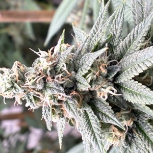 bbs-grow-diaries/blimburnseeds-com/user-44192/d3591e03ccfa8a22