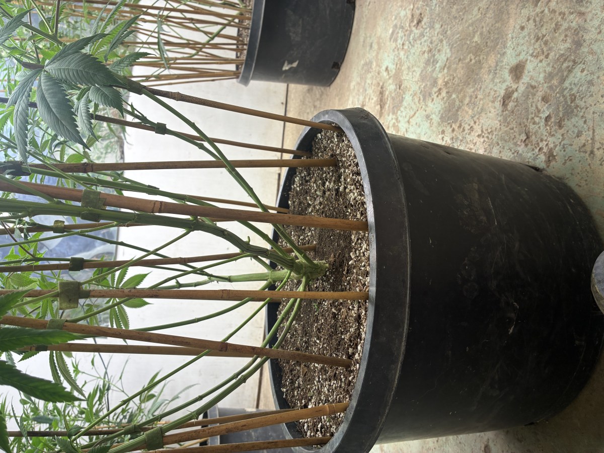bbs-grow-diaries/blimburnseeds-com/user-44192/ecab3b3d5b4bb7b0