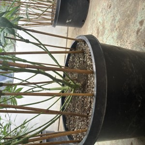 bbs-grow-diaries/blimburnseeds-com/user-44192/ecab3b3d5b4bb7b0