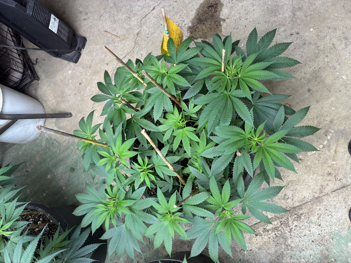 bbs-grow-diaries/blimburnseeds-com/user-44192/fcba844f551d5914