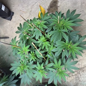 bbs-grow-diaries/blimburnseeds-com/user-44192/fcba844f551d5914