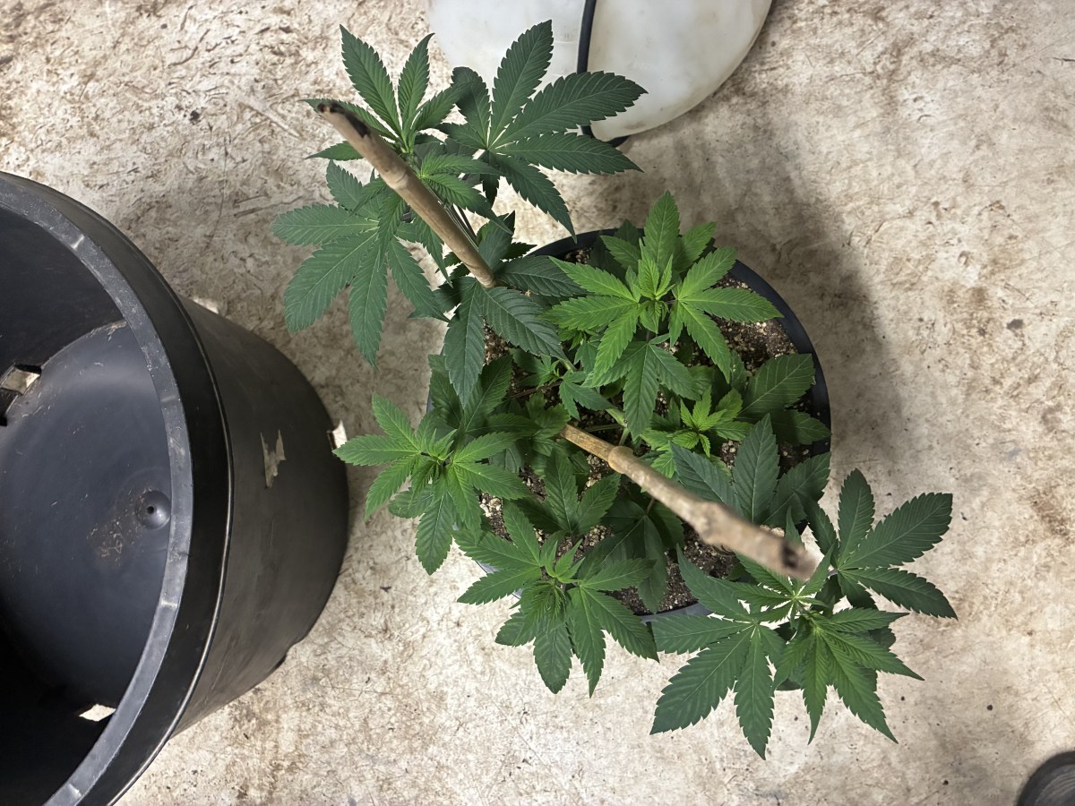 bbs-grow-diaries/blimburnseeds-com/user-44192/fd524f3f29b1886b