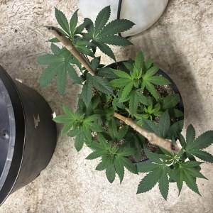 bbs-grow-diaries/blimburnseeds-com/user-44192/fd524f3f29b1886b