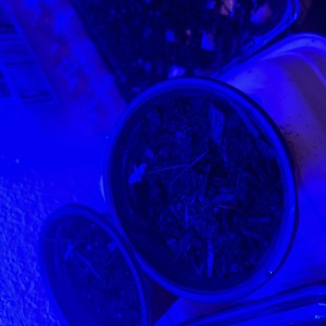 bbs-grow-diaries/blimburnseeds-com/user-44528/03a0220de289ddb7