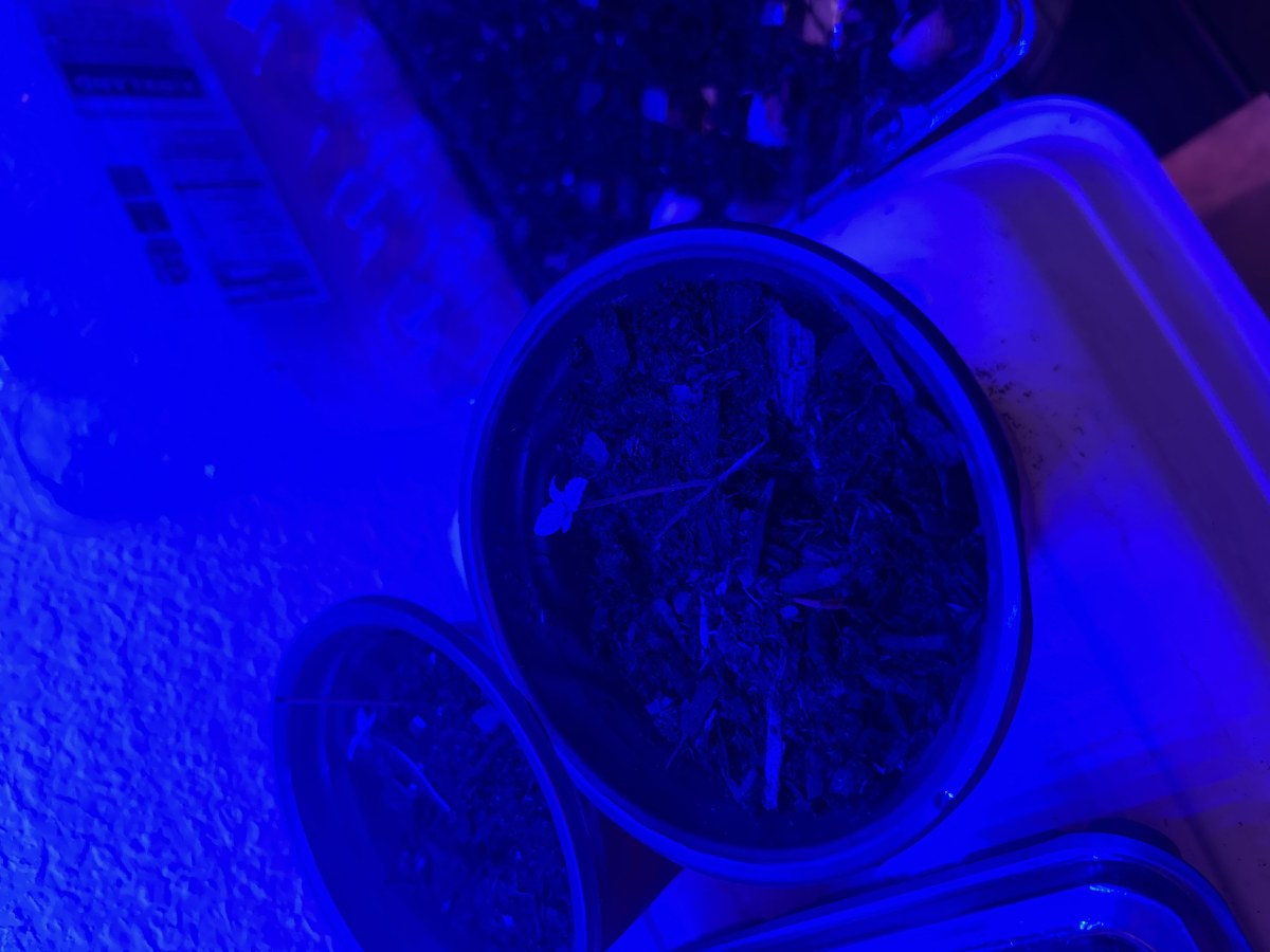 bbs-grow-diaries/blimburnseeds-com/user-44528/6d27770cf88a0480