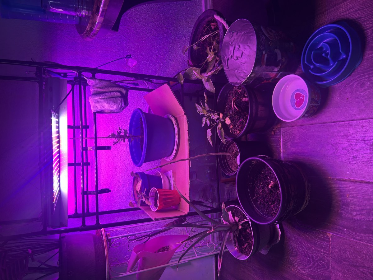 bbs-grow-diaries/blimburnseeds-com/user-44528/71a7f8331a74e19f