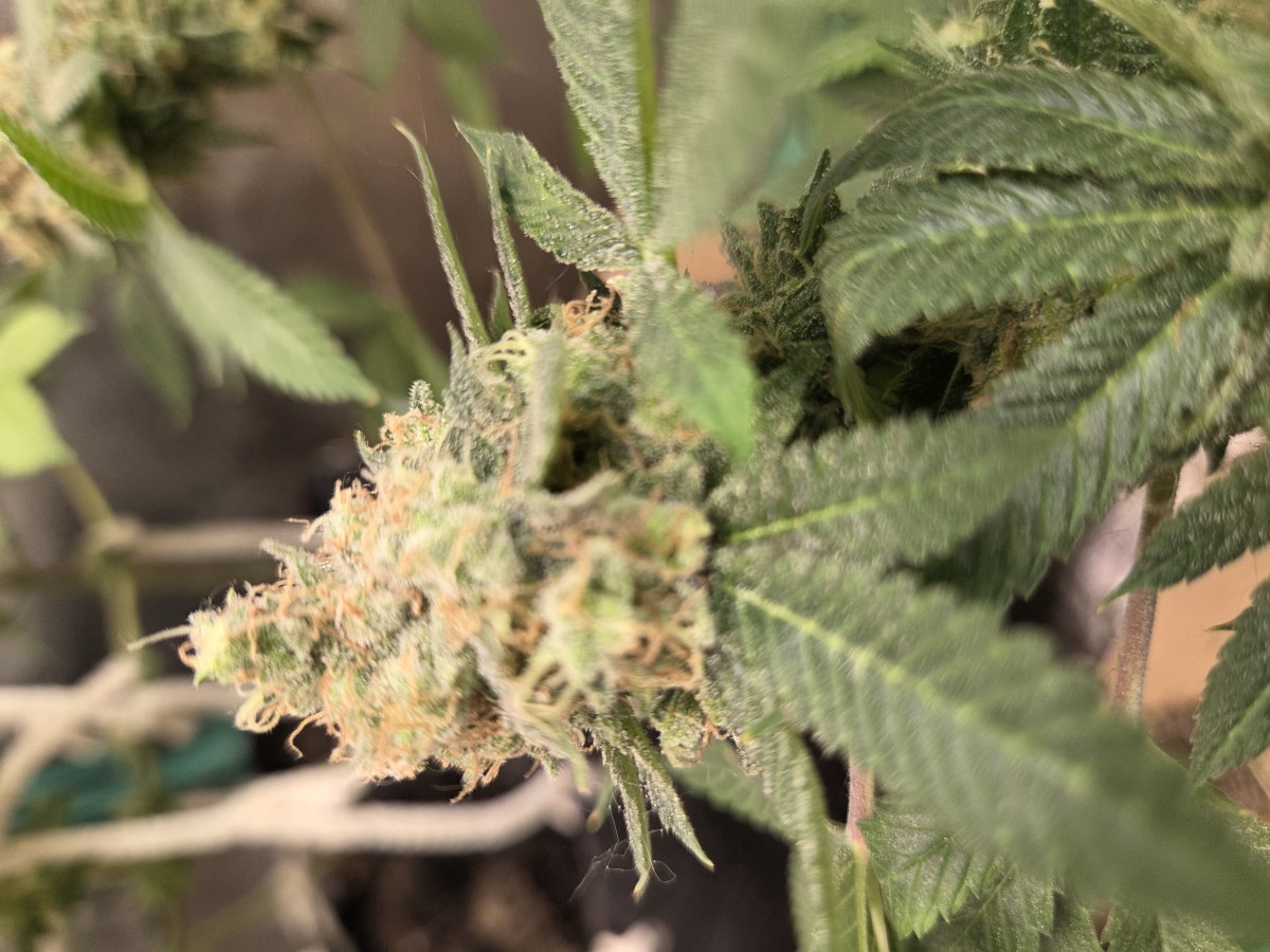 bbs-grow-diaries/blimburnseeds-com/user-4550/5f10fb6c5faab7e0