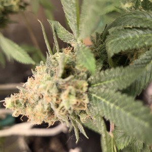 bbs-grow-diaries/blimburnseeds-com/user-4550/5f10fb6c5faab7e0