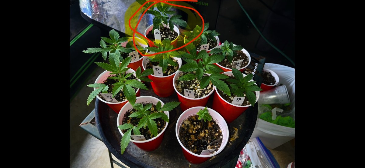 bbs-grow-diaries/blimburnseeds-com/user-45541/034b9ce9461fa065