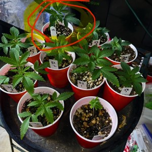 bbs-grow-diaries/blimburnseeds-com/user-45541/034b9ce9461fa065