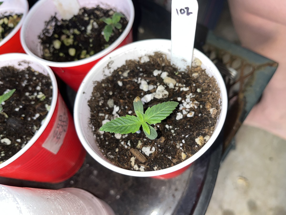 bbs-grow-diaries/blimburnseeds-com/user-45541/0542901c9f87cdf4