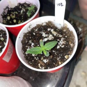 bbs-grow-diaries/blimburnseeds-com/user-45541/0542901c9f87cdf4