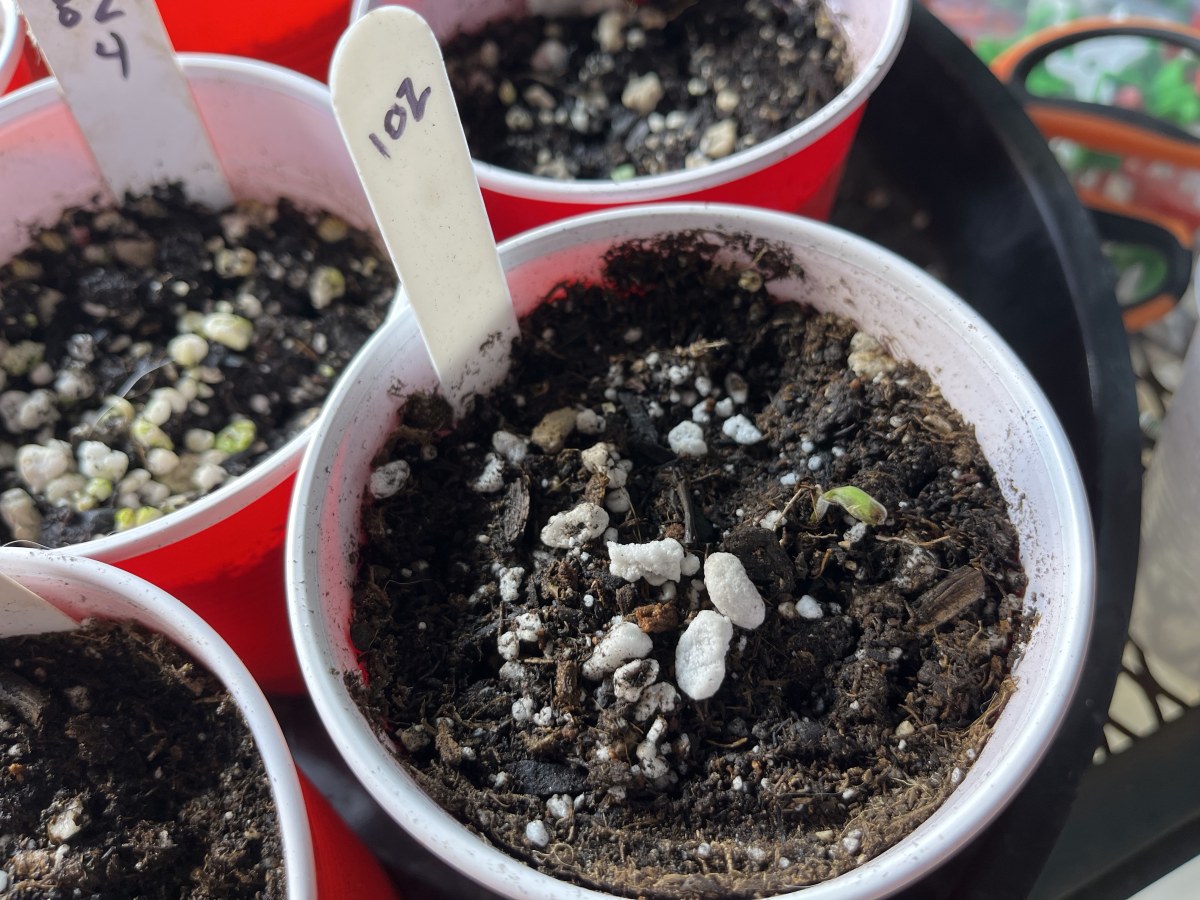 bbs-grow-diaries/blimburnseeds-com/user-45541/21c8fdb6fea1c8ef