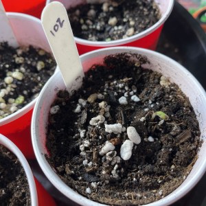 bbs-grow-diaries/blimburnseeds-com/user-45541/21c8fdb6fea1c8ef