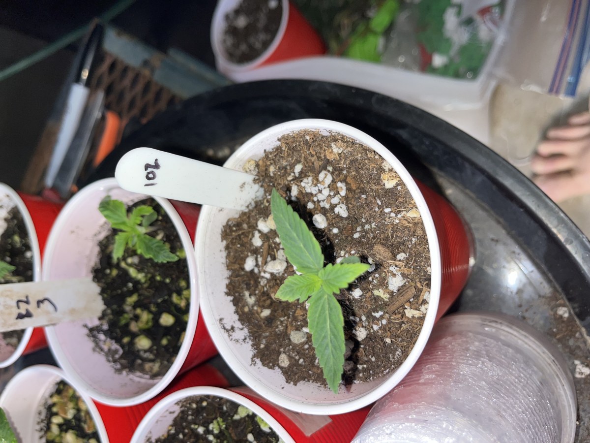 bbs-grow-diaries/blimburnseeds-com/user-45541/4d7c44a083fbc19e