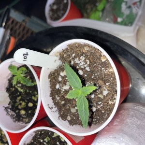 bbs-grow-diaries/blimburnseeds-com/user-45541/4d7c44a083fbc19e