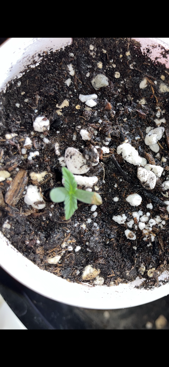 bbs-grow-diaries/blimburnseeds-com/user-45541/7d4e66e91f417fef