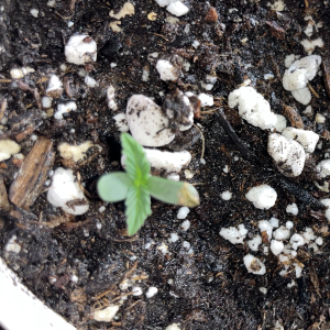 bbs-grow-diaries/blimburnseeds-com/user-45541/7d4e66e91f417fef