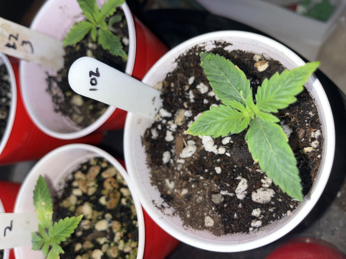 bbs-grow-diaries/blimburnseeds-com/user-45541/7d7a1669104f92af