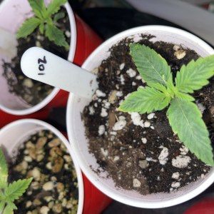 bbs-grow-diaries/blimburnseeds-com/user-45541/7d7a1669104f92af