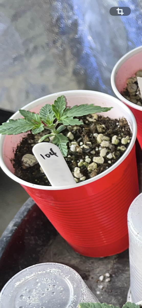 bbs-grow-diaries/blimburnseeds-com/user-45541/9027137b20161757