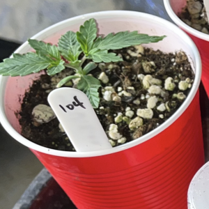 bbs-grow-diaries/blimburnseeds-com/user-45541/9027137b20161757