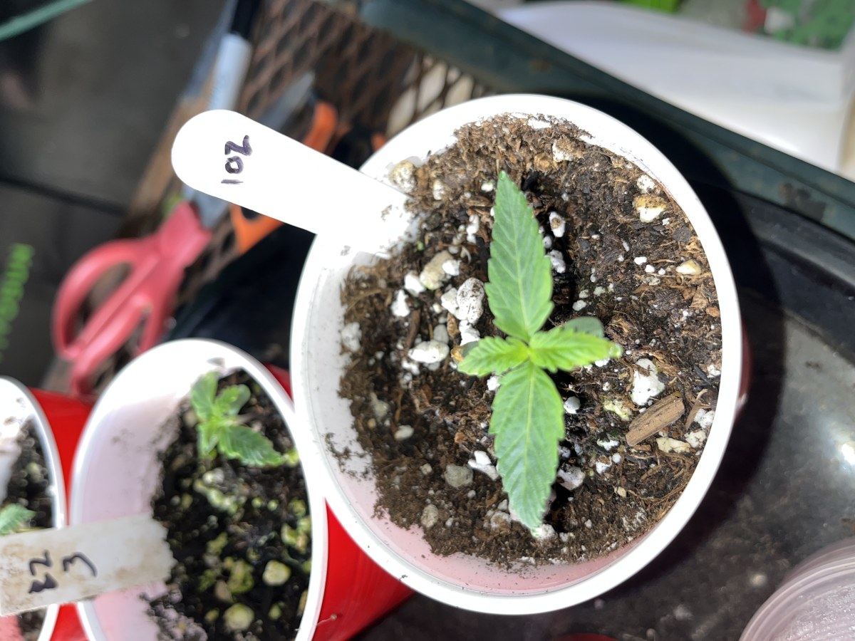 bbs-grow-diaries/blimburnseeds-com/user-45541/90d792f83053d83d