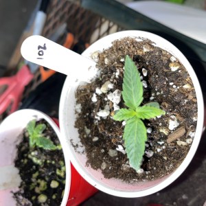 bbs-grow-diaries/blimburnseeds-com/user-45541/90d792f83053d83d