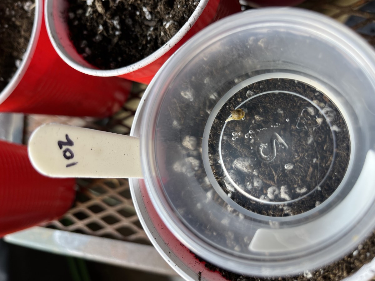 bbs-grow-diaries/blimburnseeds-com/user-45541/a4d56b4cb654ffe2