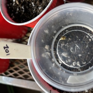 bbs-grow-diaries/blimburnseeds-com/user-45541/a4d56b4cb654ffe2